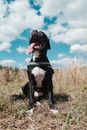 Black and White Short Coated Dog on Brown Grass Field Under Blue Sky