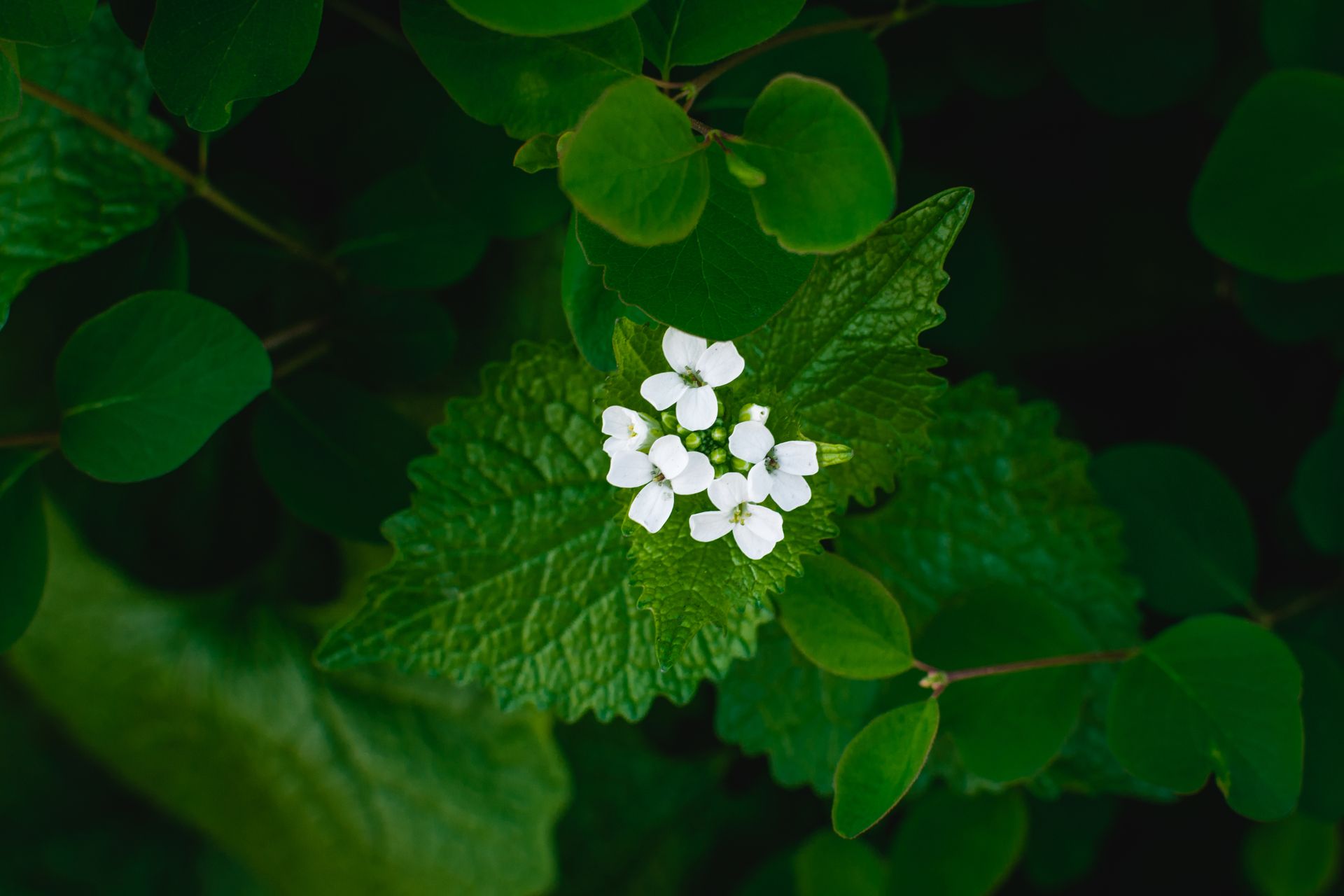 A detailed view of white garlic mustard flowers surrounded by lush green leaves, showcasing nature's elegance.