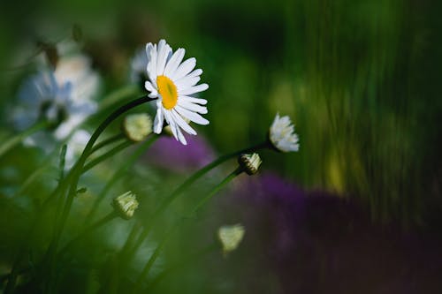 White Daisy Flower in Bloom