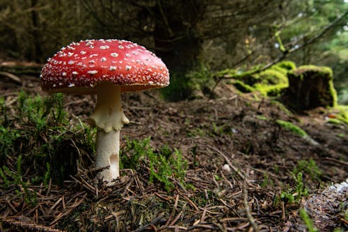 Close-Up Photo of a White and Red Toadstool