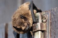 Brown and Black Animal on Brown Wooden Post