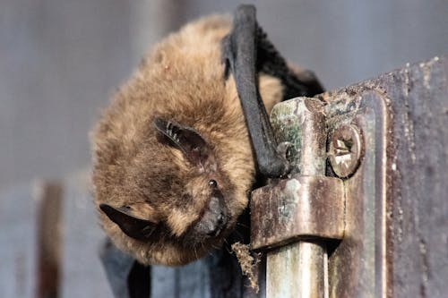 What to Do If You Find a Bat in Your House This Winter