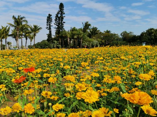 Free 盛夏的花海 Stock Photo