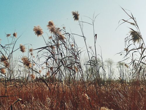 Free 秋天的芦苇荡 Stock Photo