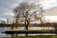 Bare Tree Near Body of Water
