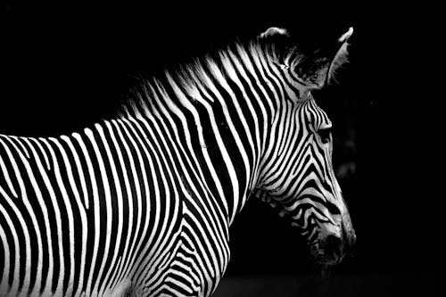 Black and White Photo of a Zebra