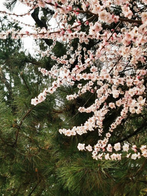 Free 春花 Stock Photo