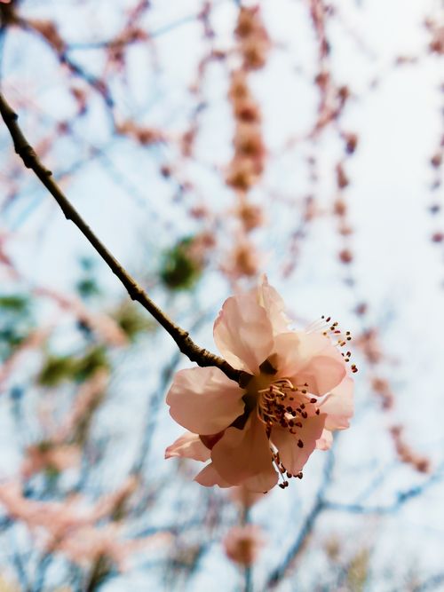 Free 一朵春花 Stock Photo
