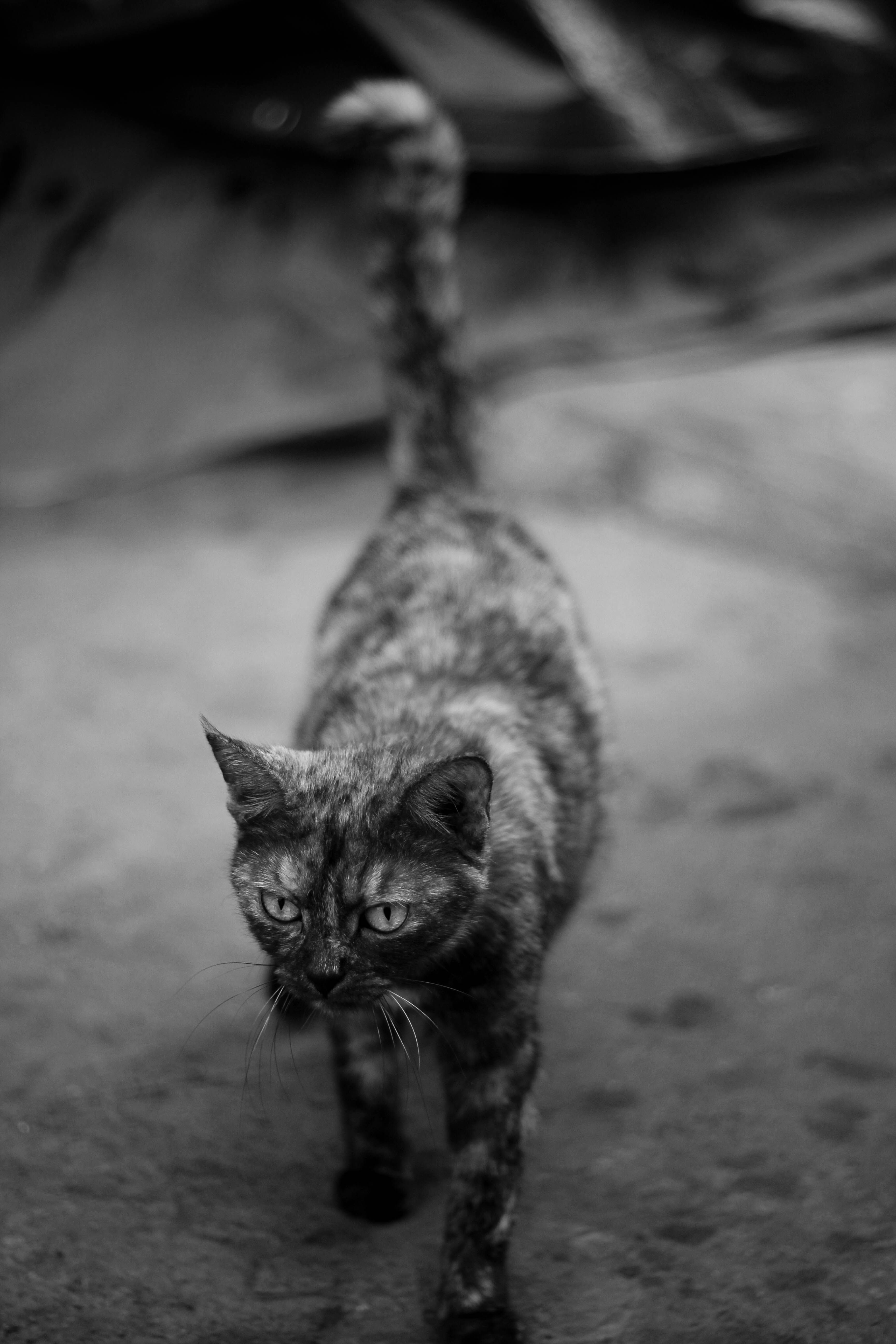 Captivating black and white image of a domestic stray cat walking outdoors.