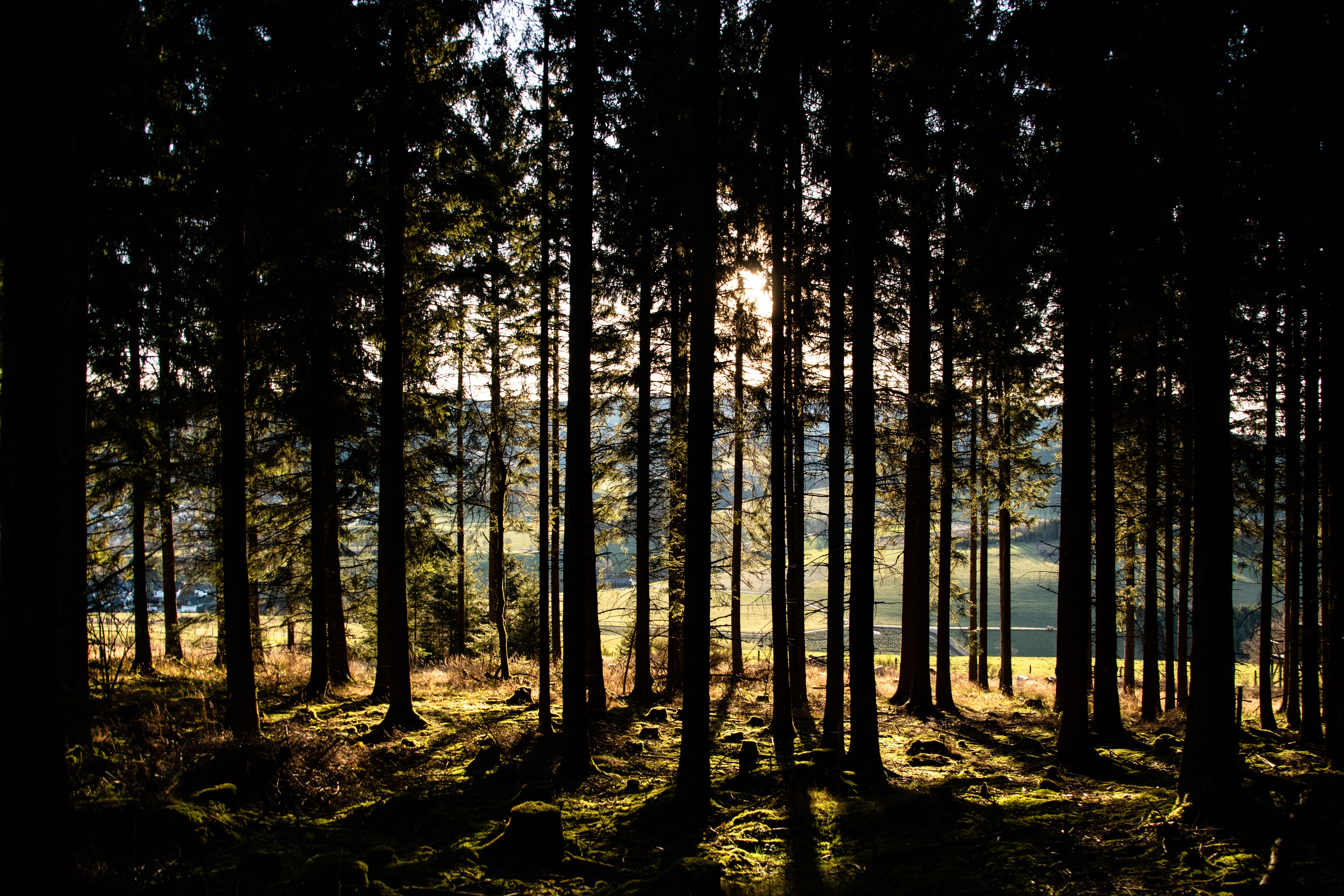 Trunk of a Tree in a Lake · Free Stock Photo