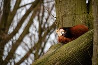 Red Panda on Brown Tree Branch