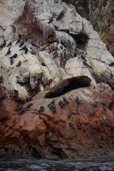 Sea lions and seabirds resting on a rugged rock formation by the ocean.