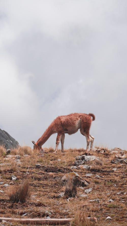 Безкоштовне стокове фото на тему «вертикальні постріл, коричнева трава, лама»