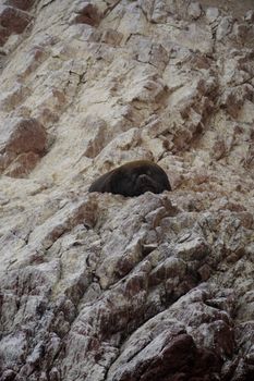 Seal lying on a rocky cliffside, showcasing nature's raw beauty and wildlife habitat.