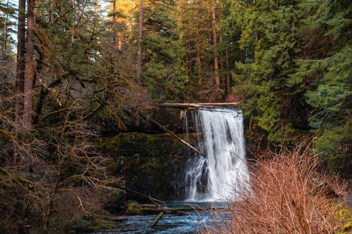 Photos gratuites de arbres verts, cascades, nature