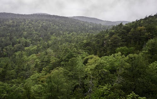 Free stock photo of acadia, fog, green