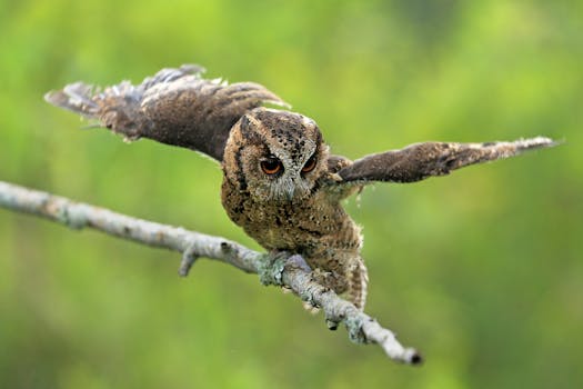 Unbreakable Wings Soar Through Silent Storms