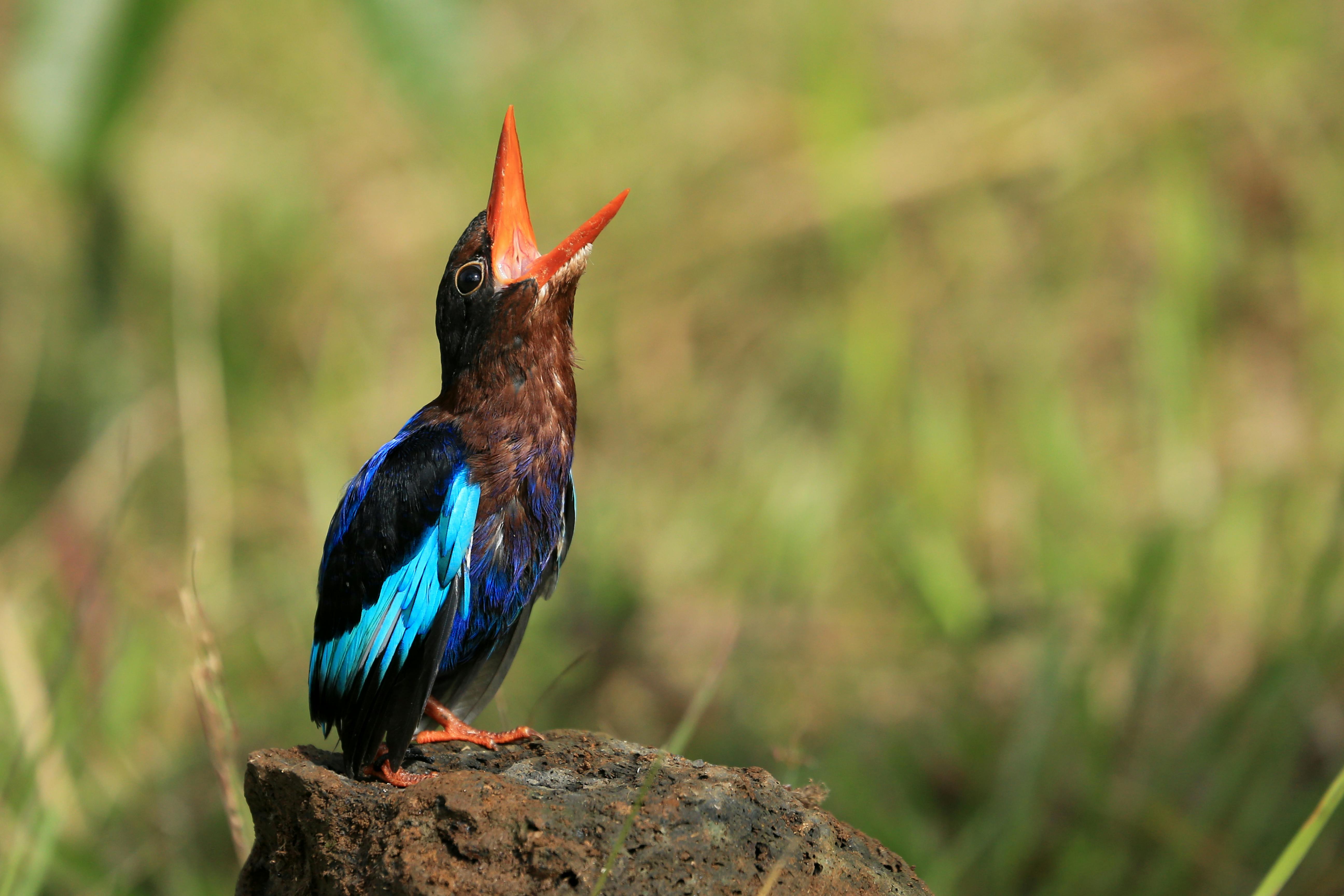 Kingfisher Photos, Download The BEST Free Kingfisher Stock Photos & HD