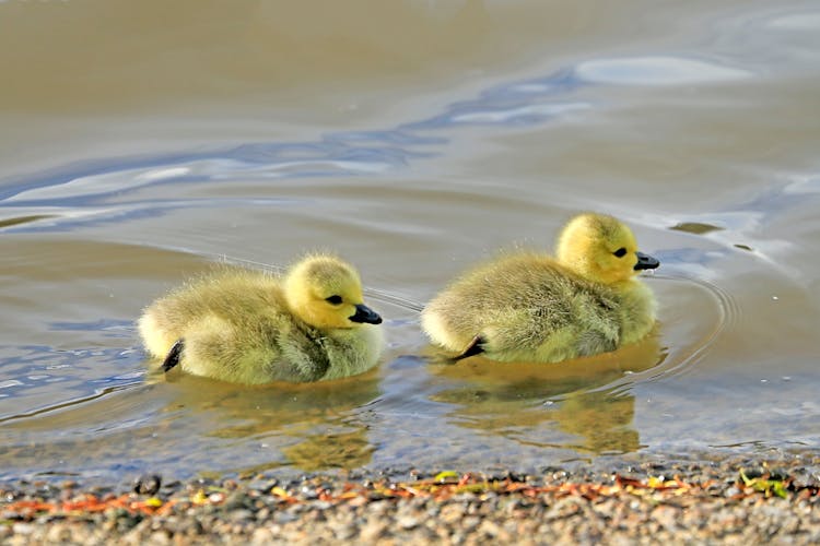 Ducklings Swimming On A Shore