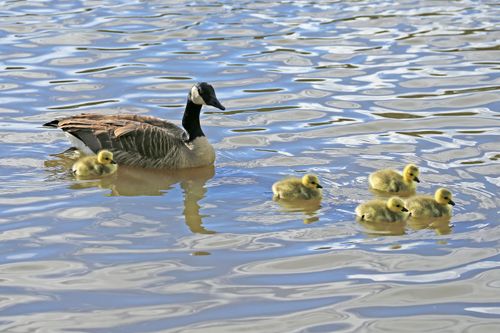 Free A Canada goose with five adorable goslings swimming in a peaceful lake setting. Stock Photo