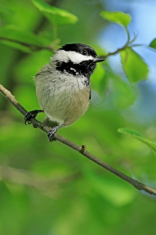 White and Black Bird on Tree Branch