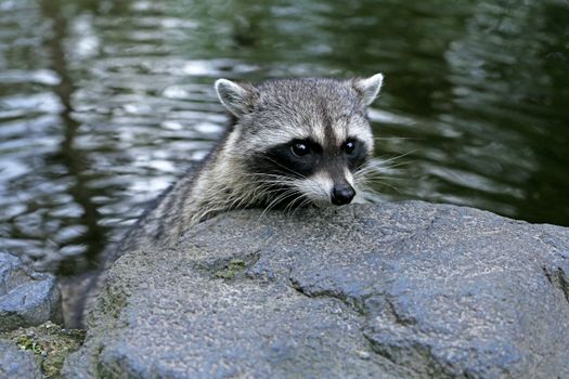 A curious raccoon peering over a rock near a calm water surface, captured outdoors.