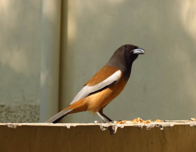 Close Up Photo Of Rufous Treepie Perched On Wall