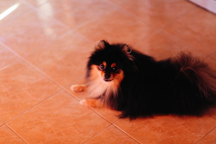 Black Pomeranian Puppy On Brown Floor Tiles