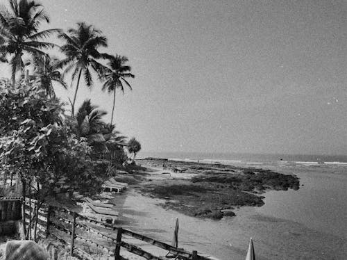 Grayscale Photo of Trees Near the Shore