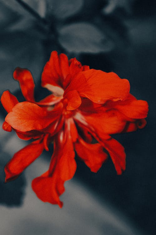 Ingyenes stockfotó b amp w háttér, gyönyörű virág, piros témában