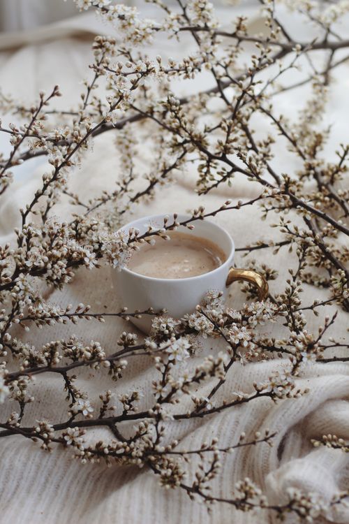 Free A cup of coffee nestled amidst delicate blooming branches, offering a warm and cozy feel. Stock Photo
