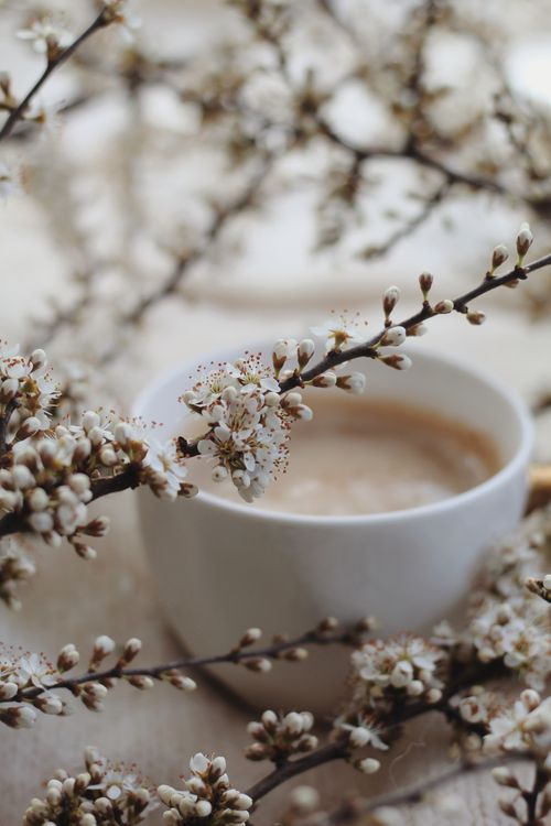 Free Delicate spring blossoms frame a cup of coffee, capturing a serene and cozy moment. Stock Photo