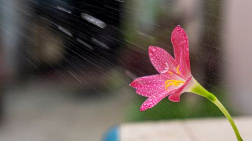 Free A pink rain lily with water droplets on petals under gentle rain highlights natural beauty. Stock Photo