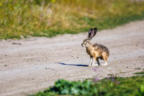 Photograph of a Hare