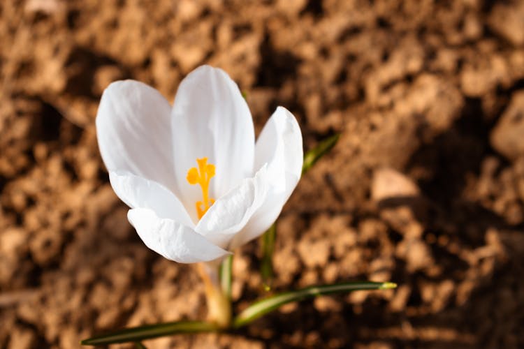 Close Up Shot Of A White Crocus