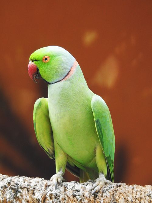 Free Close-up of a colorful ring-necked parakeet perched with vivid plumage. Stock Photo