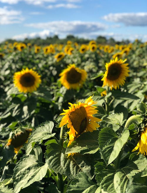 Blooming Sunflowers at the Flower Field
