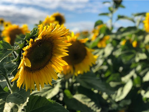 Close Up Shot of a Sunflower