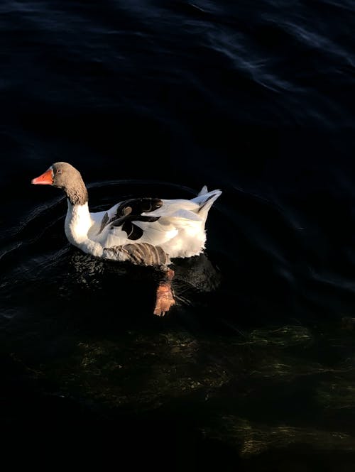 Goose Floating on Lake Water
