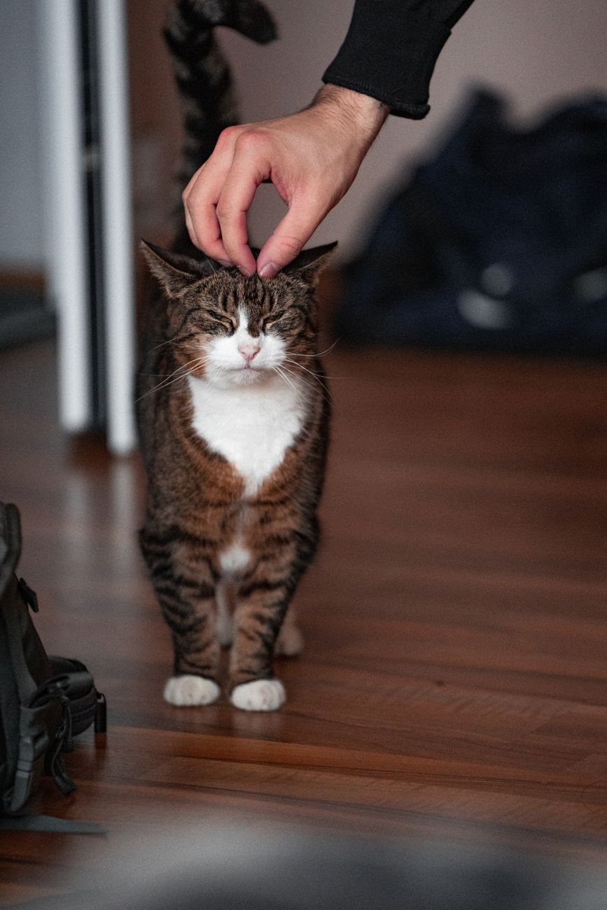 Getigerte Katze genießt sanftes Streicheln in der Wohnung