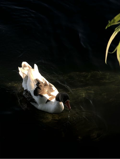 бесплатная Бесплатное стоковое фото с вертикальный выстрел, водоплавающая птица, гусь Стоковое фото