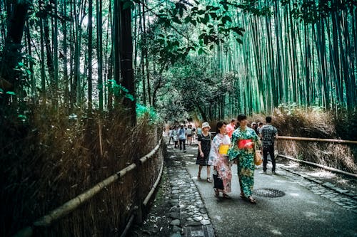 bezplatná Základová fotografie zdarma na téma bambus, cestování, denní světlo Základová fotografie