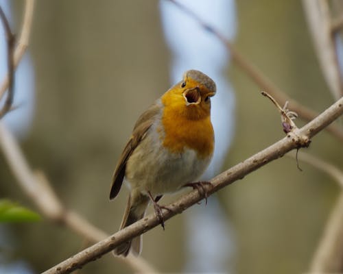 Brown and Yellow Bird on Brown Tree Branch