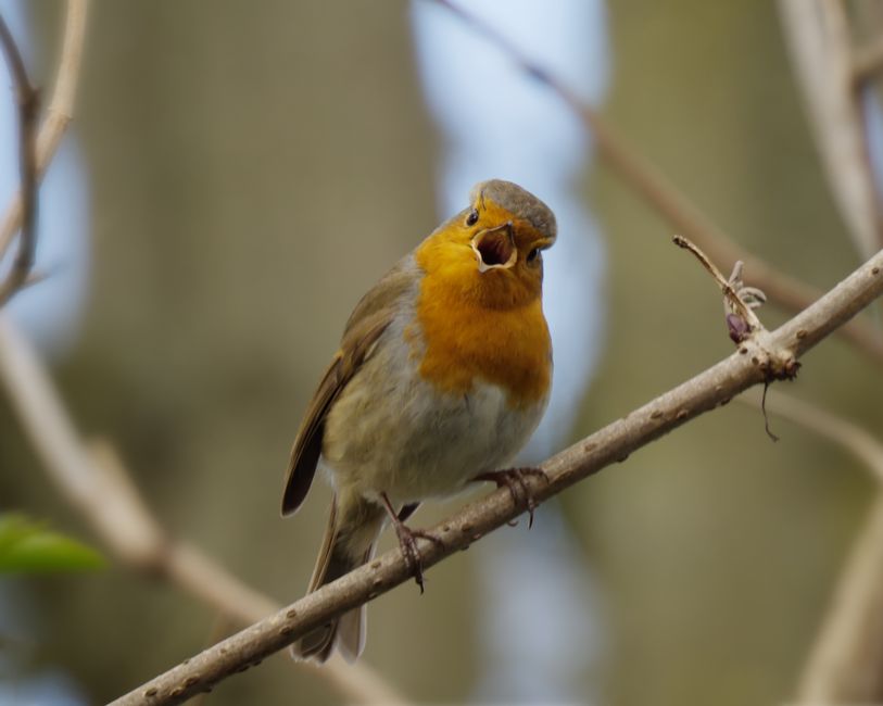 Wprowadzenie do Wild Robin Casino