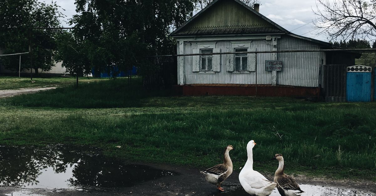 Goose In House Photograph of Geese Near a House · Free Stock Photo