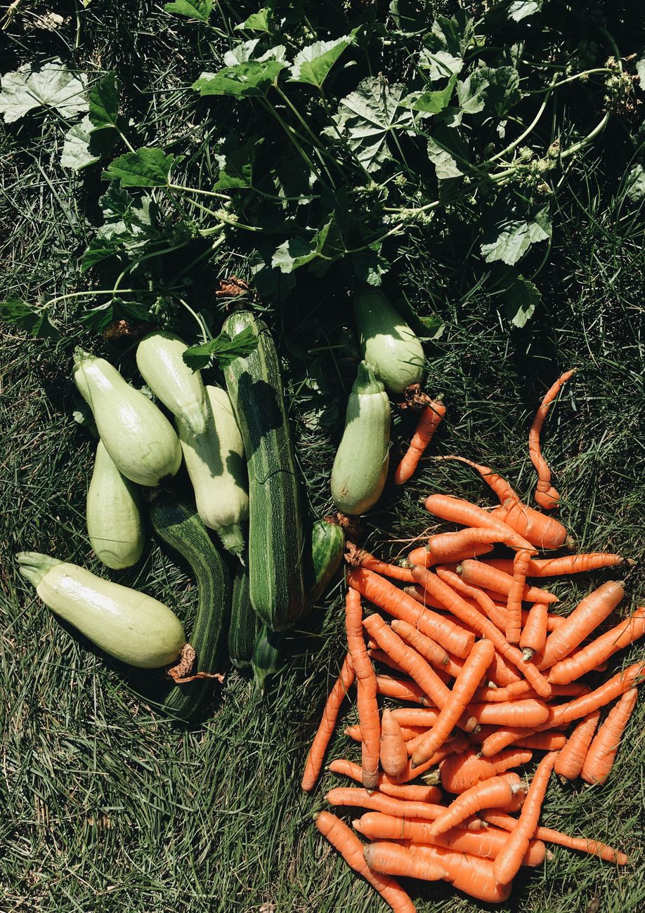 Picking winter vegetables in November