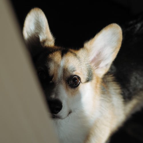 Photograph of a Corgi Dog