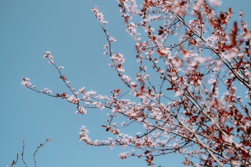Free Beautiful cherry blossoms on branches with a clear blue sky background, capturing the essence of spring. Stock Photo