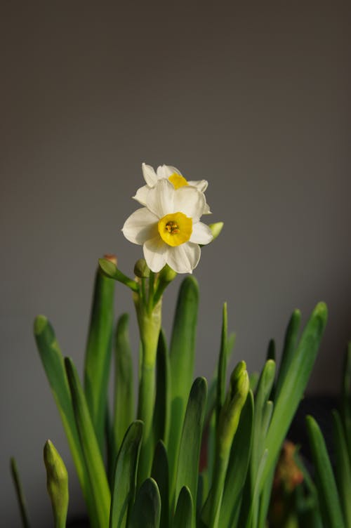 Fotobanka s bezplatnými fotkami na tému flóra, jemný, kvet