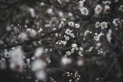 Free A close-up view of delicate plum blossoms against a dark, moody background, capturing the serene beauty of spring. Stock Photo